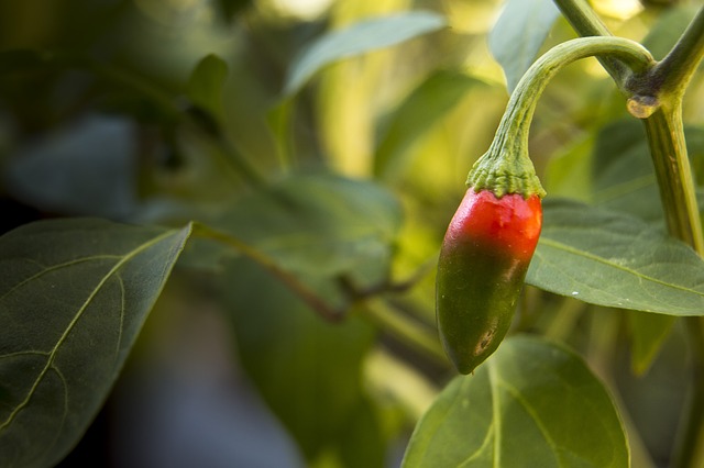 chilli